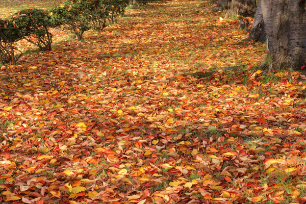 一面の紅葉した落ち葉　桜の紅葉　無料写真素材