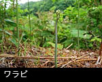 ワラビ