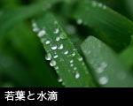 若葉と水滴