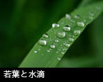 若葉と水滴
