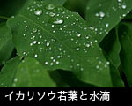 イカリソウ若葉と水滴