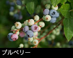 ブルベリー