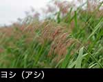ヨシの画像