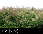 ヨシの写真