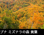黄葉の山 森林