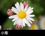 小菊