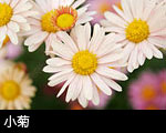 小菊