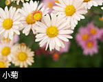 小菊