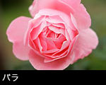 小菊