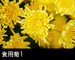 食用菊1