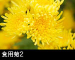 食用菊2