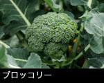 ブロッコリー