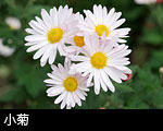 小菊