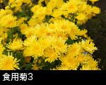 食用菊3
