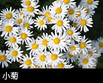 小菊