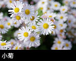 小菊