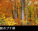 秋のブナ林