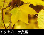 イタヤカエデ画像サムネール