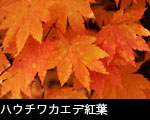 ハウチワカエデ