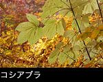 コシアブラ サムネール画像