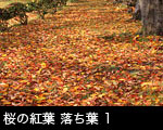 桜の紅葉 落ち葉1