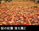 桜の紅葉 落ち葉2
