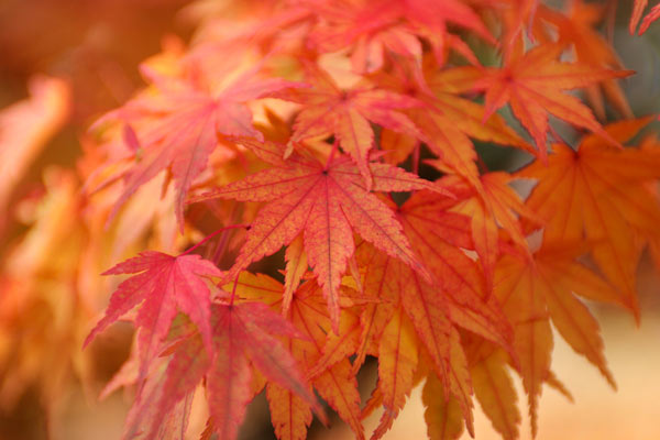 モミジの紅葉　画像1　無料写真素材 フリー