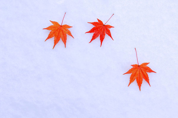 雪に散った赤いモミジ画像1 無料写真素材  