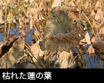 枯れた蓮の葉