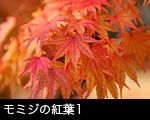 モミジの紅葉