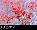 ナナカマド果実サムネール画像