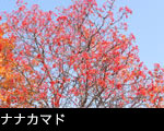 ナナカマド2サムネール画像