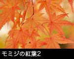 モミジの紅葉2