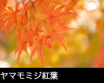 モミジの紅葉3
