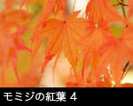 モミジの紅葉4