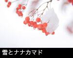 雪とナナカマド サムネール画像