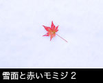雪面と赤いモミジ2