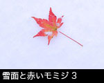 雪面と赤いモミジ3