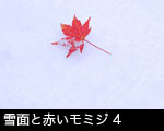 雪面と赤いモミジ4