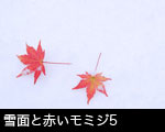 雪面と赤いモミジ5
