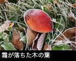 霜と落ち葉サムネール画像