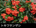 トキワサンザシ