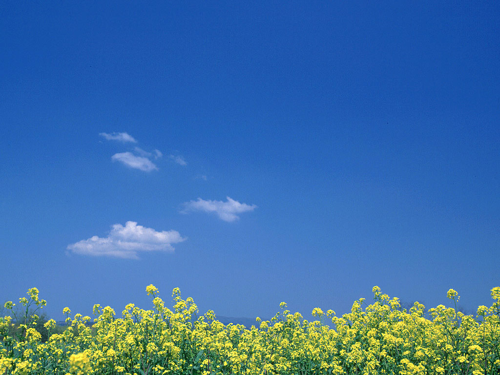 e48la-nanohana2　菜の花と青空