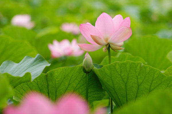 蓮の花　画像1　フリー写真素材