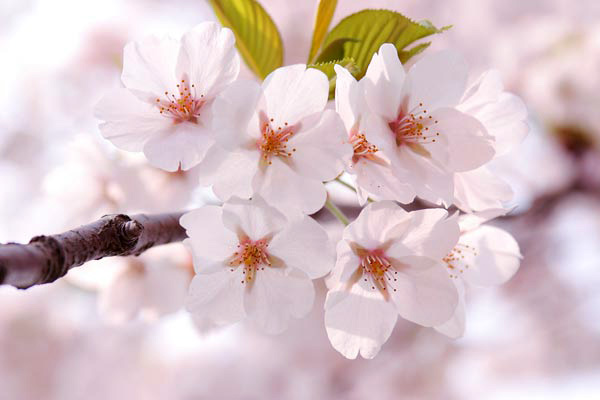 ソメイヨシノ　桜　アップ　画像　無料写真素材