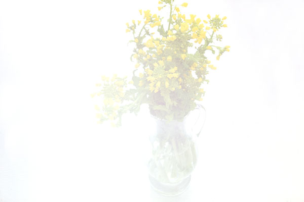 菜の花　画像　無料写真素材　 フリー写真素材　