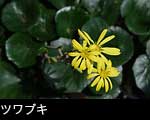 ツワブキの黄色い花