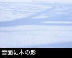 冬の森林 樹木冬芽 オニグルミ フリー写真素材リー写真素材