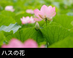 ハスの花