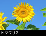 ヒマワリ2